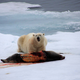Illustration for article titled As Sea Ice Shrinks, Polar Bears Are Moving Farther North